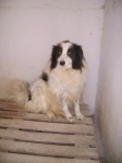 valverdina2