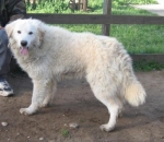 yoghi1