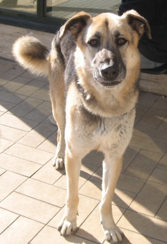 uccio