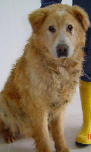 ulisse