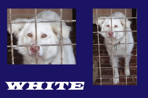 white-1pomezia