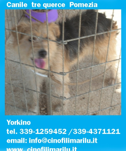yorkino_pomezia-1