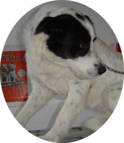 zagor