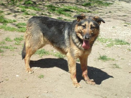 ziki