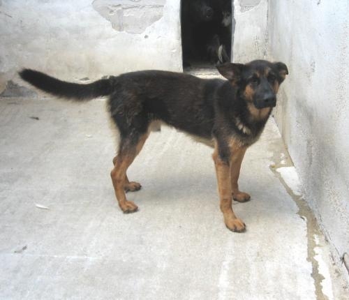 zorro