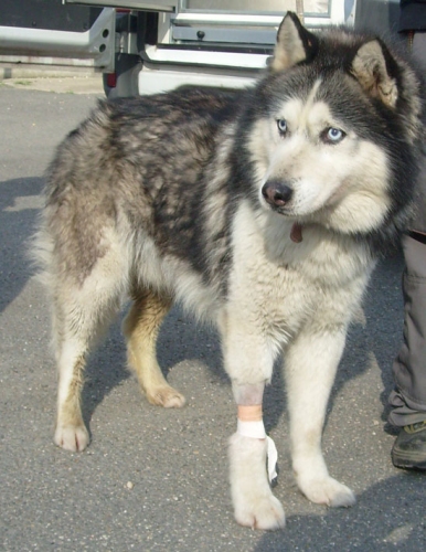 217-09_husky