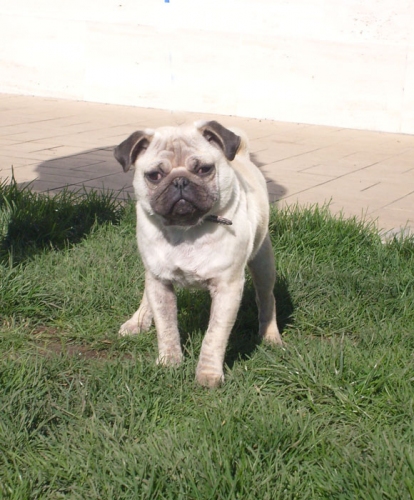 257-09_carlino