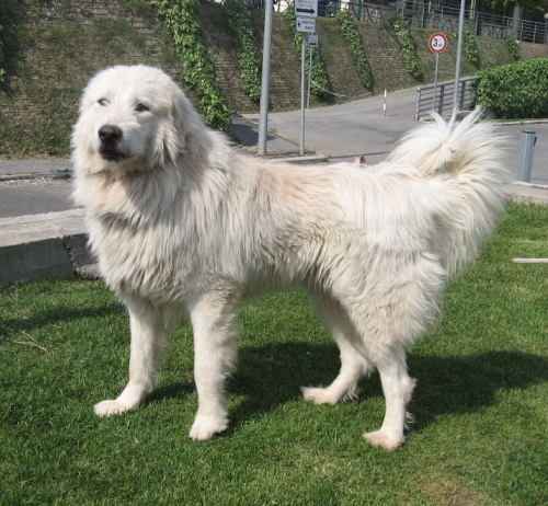 371-09_zac