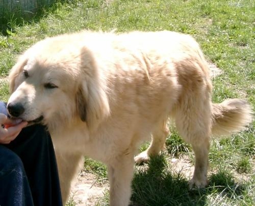 529-04_pinotto1