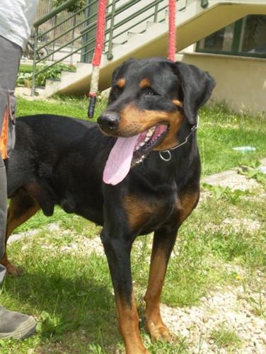 1105-07_doggy