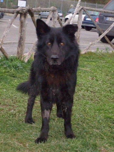 221-09-nero