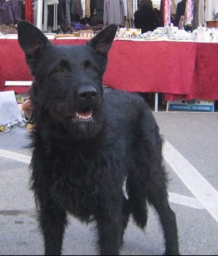asia_spinone1