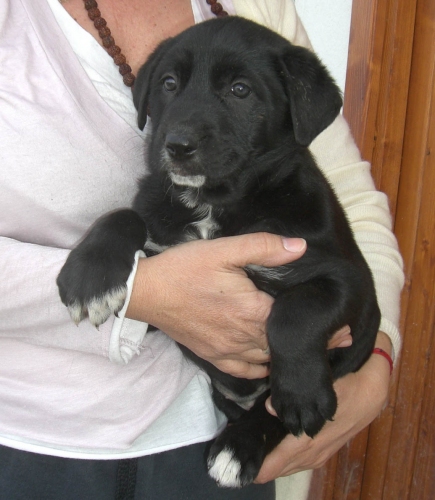 coccola4