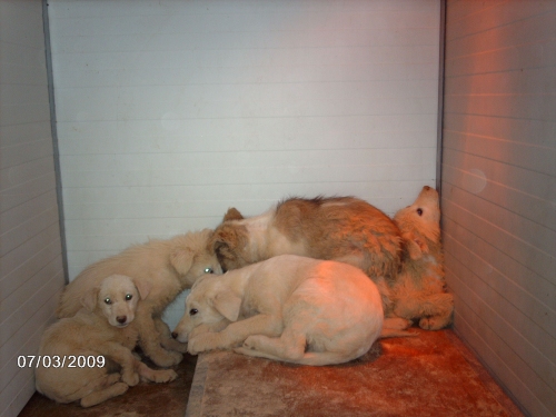 cuccioli_siac_7_marzo_2009_3229
