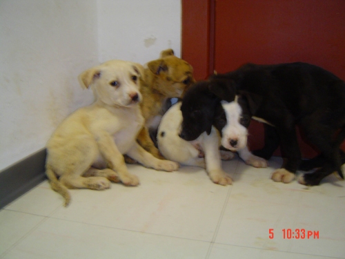cuccioli_siac_di_fornelli_05.05.09_0021