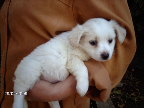 cucciolo_corinna_39381_copy