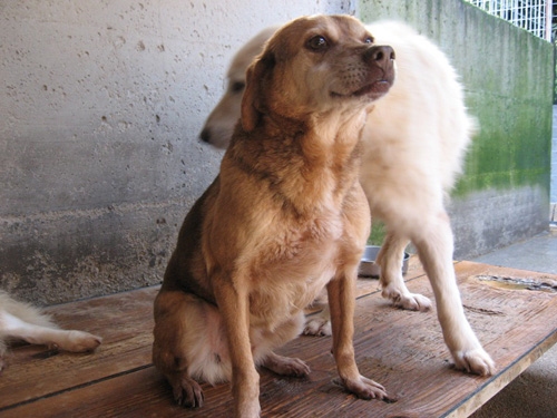giiulianolupino
