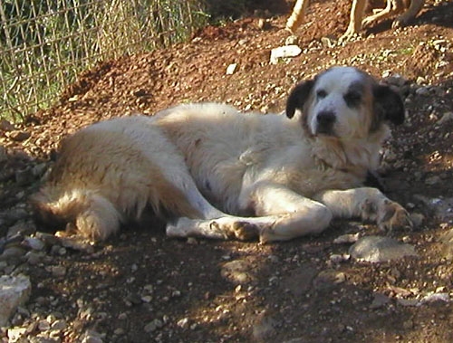 giulianolana
