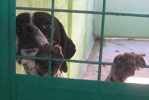 giulianopointer
