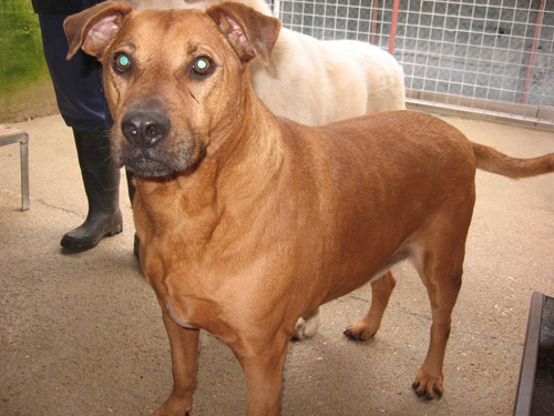 giulianounpomolosso