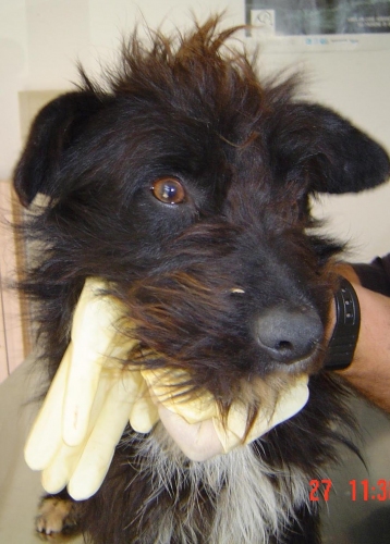 niro_spinone