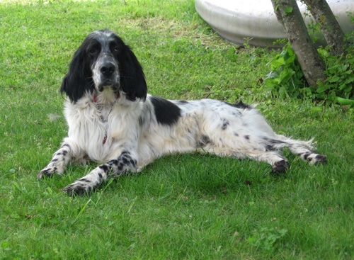 oasiwalter