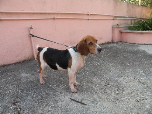 ofelia_beagle5