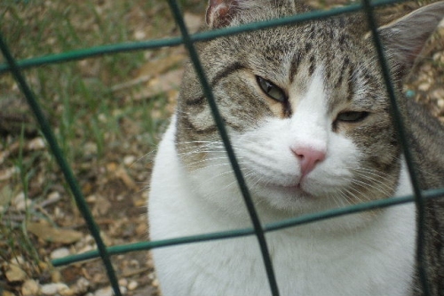 pendolina
