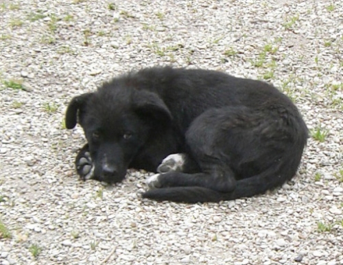 pepita1