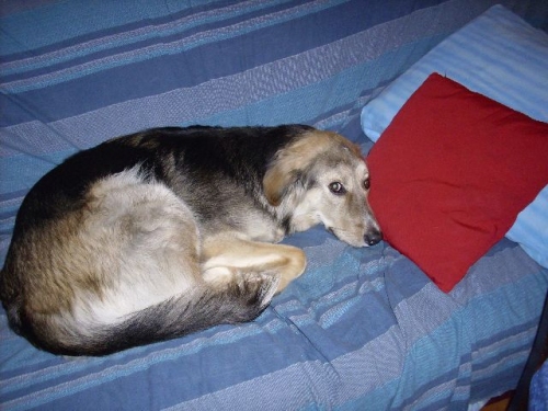 sanpoloduffy
