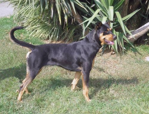 1886-07_scilla