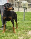 1105_07_doggy2