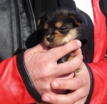 3_cuccioli1