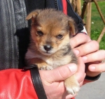 3cuccioli