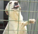 angela1