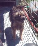 carletto