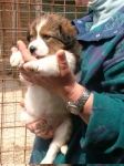 cucciolipet3_copy