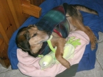 flapcucciadue