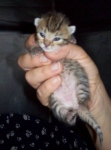 gattina_tripode