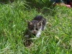 gattino_tigr2