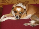 min_aprile_2009_2