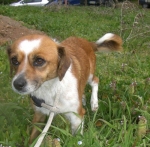 minuzampetta