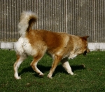 oasilara2