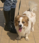 pippoalsole