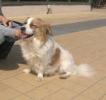 pippococcole