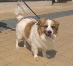 pippocri