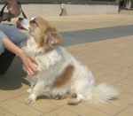 pippodolce