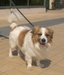 pippoocchibelli