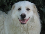 renato2