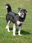 rif_473_husky